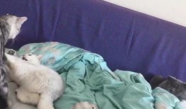 喵喵吃瓜娱乐,揭秘娱乐圈那些不为人知的幕后故事